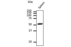 CD4 antibody