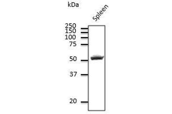 CD4 antibody