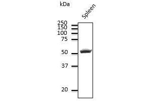 Endogenous CD4 detected at 1/500 dilution, Iysate at 100 µg per Iane and rabbit polyclonal to goat lgG (HRP) at 1/10,000 dilution. (CD4 antibody)