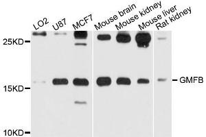 Western blot analysis of extract of various cells, using GMFB antibody. (GMFB antibody)