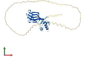 Protein Structure (PS) image for Nucleophosmin (Nucleolar phosphoprotein B23, Numatrin) (NPM1) (AA 1-294) protein (His tag) (ABIN7554795)