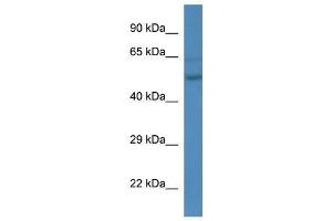 Western Blot showing Esrra antibody used at a concentration of 1.