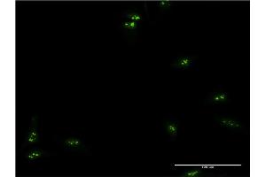 Immunofluorescence (IF) image for anti-Transcription Elongation Factor A Protein 1 (TCEA1) (AA 81-185) antibody (ABIN520738)