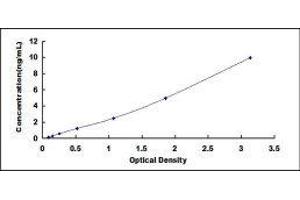 Transmembrane Protease, serine 2 (TMPRSS2) ELISA Kit