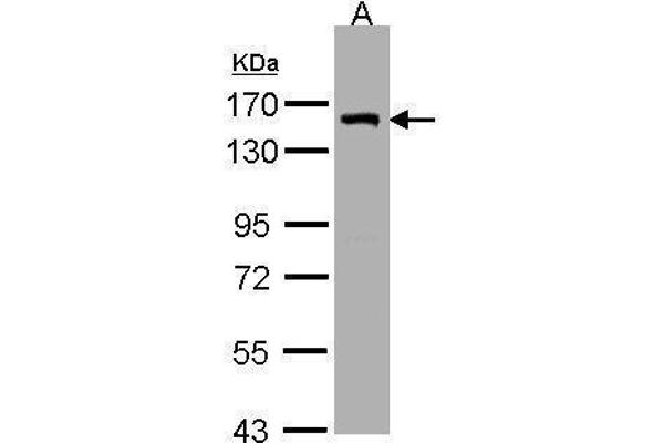 LIMCH1 antibody  (C-Term)