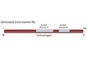 Western Blotting (WB) image for anti-Retinoblastoma 1 (RB1) (AA 332-344) antibody (ABIN967405) (Retinoblastoma 1 antibody  (AA 332-344))