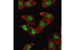 Immunofluorescence staining of HeLa cells using Nucleophosmin-Monospecific Mouse Monoclonal Antibody (NPM1/1902) followed by goat anti-mouse IgG-CF488 (green). (NPM1 antibody  (AA 185-287))