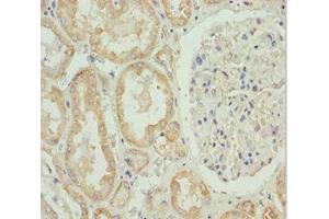 Immunohistochemistry of paraffin-embedded human kidney tissue using ABIN7155989 at dilution of 1:100 (HADH antibody  (AA 1-314))