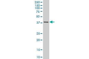 TFAP4 antibody  (AA 93-192)