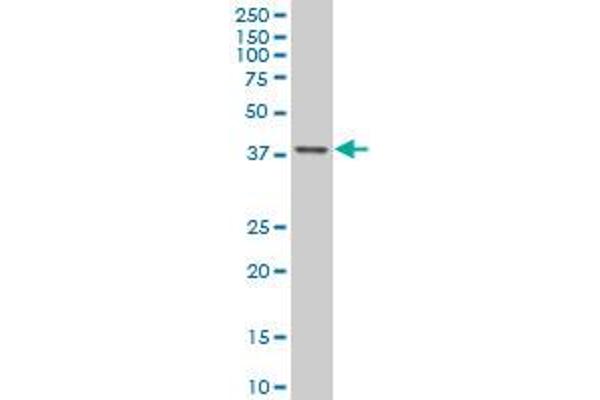 TFAP4 antibody  (AA 93-192)