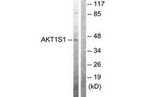 Western Blotting (WB) image for anti-AKT1 Substrate 1 (Proline-Rich) (AKT1S1) (AA 207-256) antibody (ABIN2888644) (PRAS40 antibody  (AA 207-256))