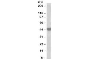 Western blot testing of A549 lysate with MCT2 antibody at 1ug/ml. (SLC16A7 antibody)