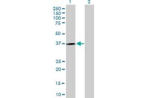 Western Blot analysis of KLRC1 expression in transfected 293T cell line by KLRC1 MaxPab polyclonal antibody. (KLRC1 antibody  (AA 1-233))