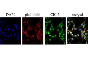 Expression of  in human D54 glioma cells.