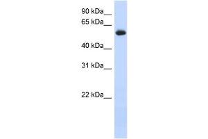 WB Suggested Anti-FRK Antibody Titration: 0. (FRK antibody  (N-Term))