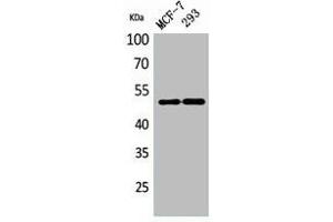Western Blot analysis of MCF-7, 293 cells using PD-ECGF Polyclonal Antibody. (Thymidine Phosphorylase antibody  (N-Term))