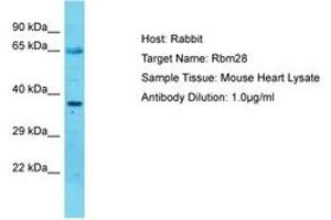 Image no. 1 for anti-RNA Binding Motif Protein 28 (RBM28) (C-Term) antibody (ABIN6750305) (RBM28 antibody  (C-Term))