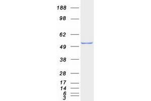 serine Hydroxymethyltransferase 1 (Soluble) (SHMT1) (Transcript Variant 1) protein (Myc-DYKDDDDK Tag)