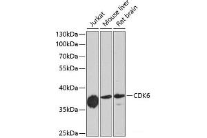 Western blot analysis of extracts of various cell lines using CDK6 Polyclonal Antibody at dilution of 1:1000. (CDK6 antibody)