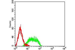Flow cytometric analysis of HL-60 cells using CD106 mouse mAb (green) and negative control (red). (VCAM1 antibody  (AA 25-183))