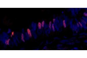 Immunofluorescence (IF) image for anti-Minichromosome Maintenance Complex Component 2 (MCM2) (pSer108) antibody (ABIN7448988)