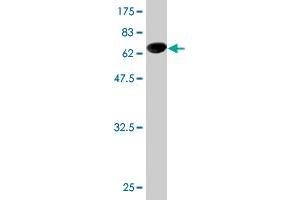 Western Blot detection against Immunogen (62. (NUDC antibody  (AA 1-331))
