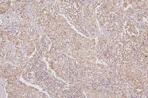IHC analysis of TXN2 using anti-TXN2 antibody (ABIN7602150). (TXN2 antibody  (AA 60-166))