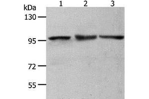 Western Blot analysis of NIH/3T3, Hela and K562 cell using MCM4 Polyclonal Antibody at dilution of 1:700 (MCM4 antibody)