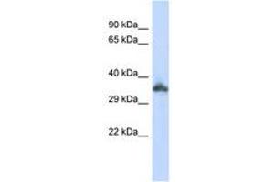 Image no. 1 for anti-Keratin Associated Protein 24-1 (KRTAP24-1) (C-Term) antibody (ABIN6740946) (KRTAP24-1 antibody  (C-Term))