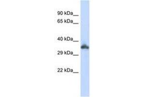 KRTAP24-1 antibody  (C-Term)