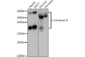 Western blot analysis of extracts of various cell lines, using Cathepsin D antibody (ABIN6127553, ABIN6139223, ABIN6139224 and ABIN6217233) at 1:1000 dilution. (Cathepsin D antibody  (AA 65-412))