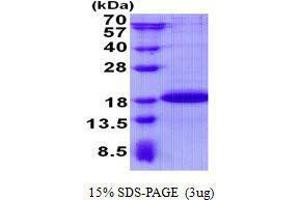 Figure annotation denotes ug of protein loaded and % gel used. (Sdhaf2 Protein)