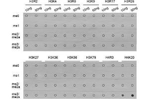 Dot Blot (DB) image for anti-Histone H4 (3meLys20) antibody (ABIN3016051) (Histone H4 antibody  (3meLys20))