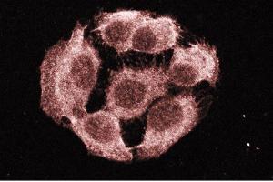 Immunofluorescence staining of A431 cells (Human epithelial carcinoma, ATCC CRL-1555). (PTPN11 antibody  (AA 1-177))