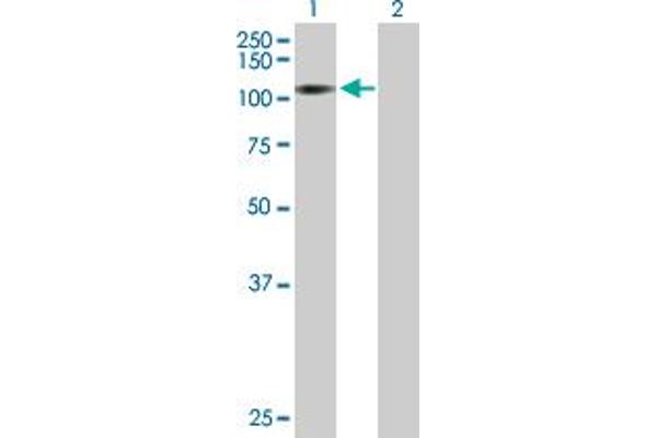 MAP3K14 antibody  (AA 1-947)