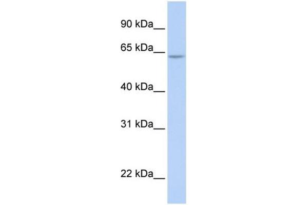 ARID5A antibody  (N-Term)