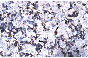 Human Liver (FOXP3 antibody  (N-Term))
