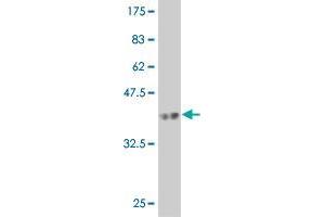 Western Blot detection against Immunogen (37.