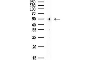 anti-Tubulin, alpha 1B (TUBA1B) (N-Term) antibody