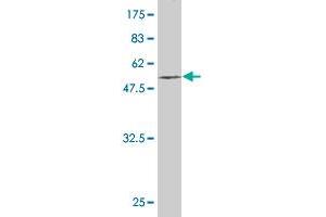 Western Blot detection against Immunogen (53.