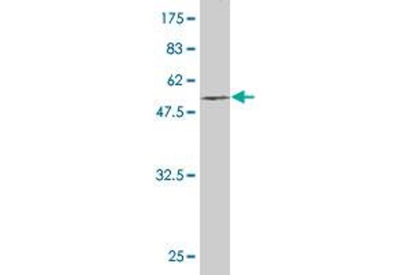 EGFL7 antibody  (AA 24-273)