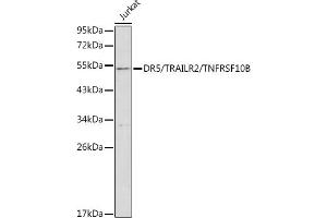 Western blot analysis of extracts of Jurkat cells, using DR5/TR/TNFRSF10B antibody (ABIN3021807, ABIN3021808, ABIN3021809 and ABIN6215963) at 1:1000 dilution. (TNFRSF10B antibody  (AA 56-210))