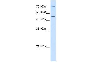WB Suggested Anti-LBP Antibody Titration:  0. (LBP antibody  (C-Term))