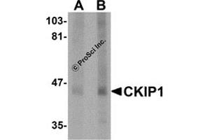 Western Blotting (WB) image for anti-Pleckstrin Homology Domain Containing, Family O Member 1 (PLEKHO1) (C-Term) antibody (ABIN1030337) (PLEKHO1 antibody  (C-Term))