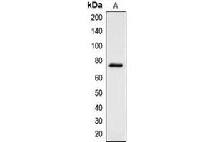 Western blot analysis of DCLK3 expression in K562 (A) whole cell lysates. (DCLK3 antibody  (Center))