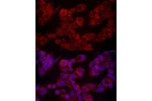 Immunofluorescence analysis of HepG2 cells using LEP Rabbit pAb (ABIN1513150, ABIN3021883, ABIN3021885 and ABIN6216821) at dilution of 1:100 (40x lens). (Leptin antibody  (AA 22-167))