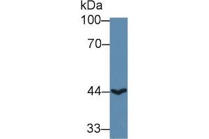 Western Blot; Sample: Human HepG2 cell lysate; Primary Ab: 1µg/ml Rabbit Anti-Human ACAA2 Antibody Second Ab: 0. (ACAA2 antibody  (AA 90-397))