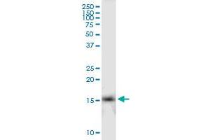 IFITM2 MaxPab polyclonal antibody. (IFITM2 antibody  (AA 1-132))