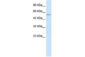WB Suggested Anti-ZFP91 Antibody Titration:  2. (ZFP91 antibody  (Middle Region))