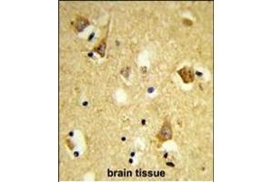 Formalin-fixed and paraffin-embedded human brain tissue reacted with OBEC3F Antibody (N-term), which was peroxidase-conjugated to the secondary antibody, followed by DAB staining. (APOBEC3F antibody  (N-Term))